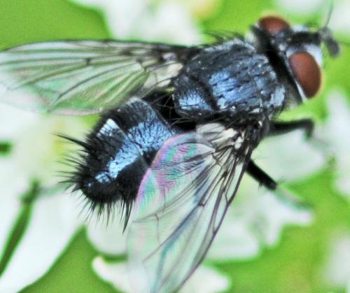 Réf. 271 249 : Epicampocera succincta